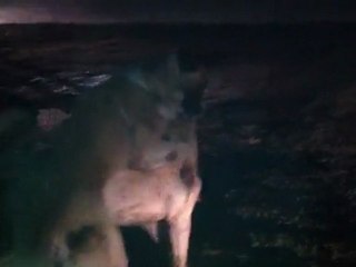 kırşehirden fatih tuğmanın alaşş &fatih tuğman dan geçme paşa