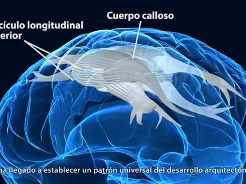 El cerebro adolescente (CUN)