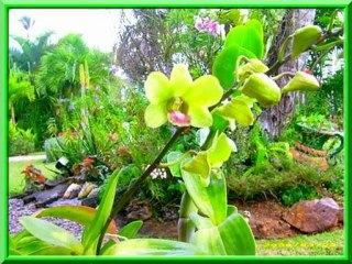 une véritable explosion de couleurs dans les îles