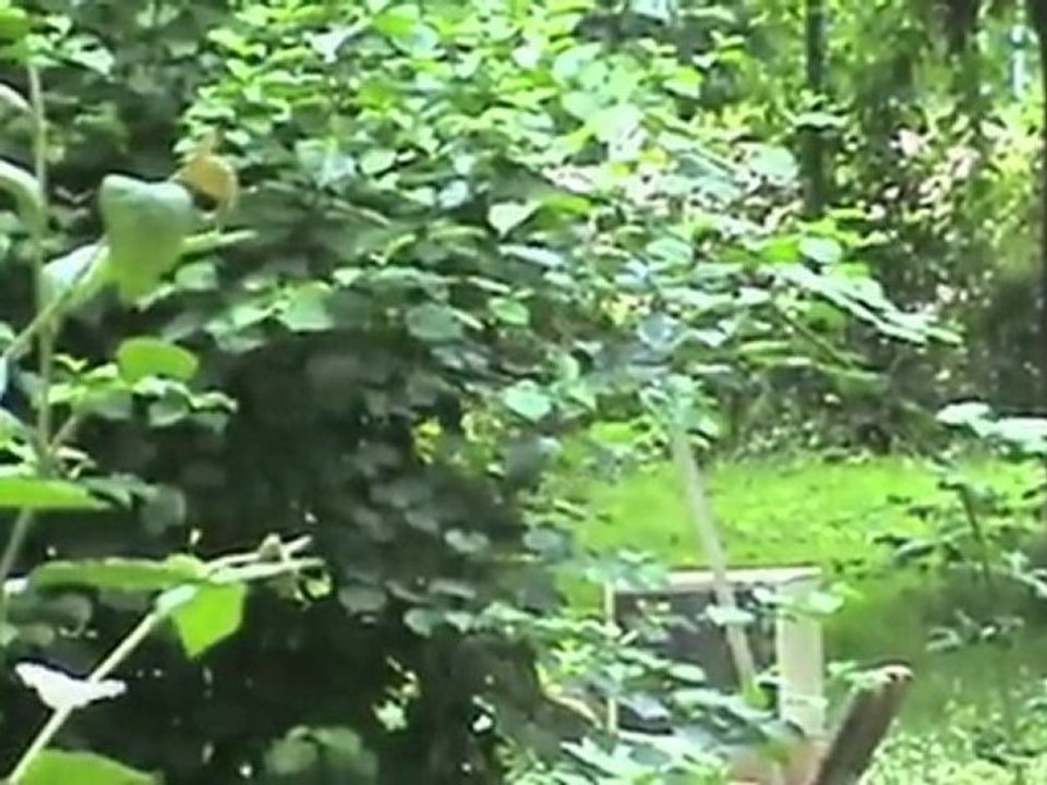 Tigerli, Köf und Trainspotter auf dem Fahrtag der Dampfbahn Leverkusen