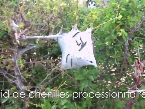 Chenilles processionnaires