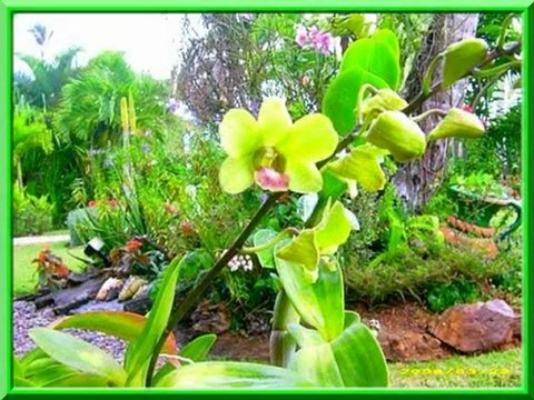 une véritable explosion de couleurs dans les îles des caraïbes