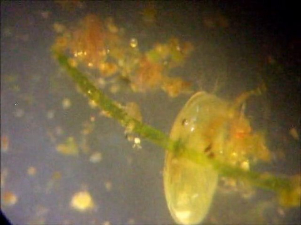 Plancton de la mare