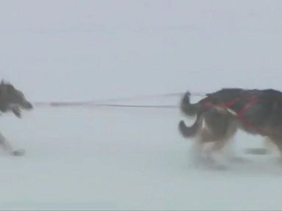 Iditarod 2012-Rainy-Forum Chiens de traineau