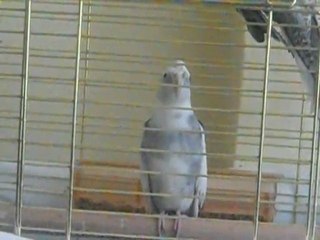 Erkek white face sultan papağanı