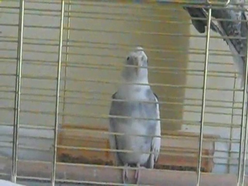 Erkek white face sultan papağanı