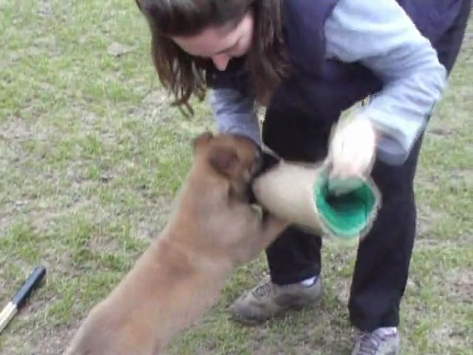 chiots gus x eden des plaines de thierache
