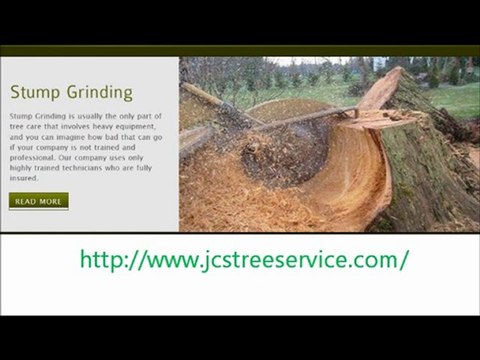 Tree Trimming service Tips That Will Help You Trim Your Tree Fast And Easy