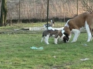 mes 2 bébés dans le soleil des Vosges