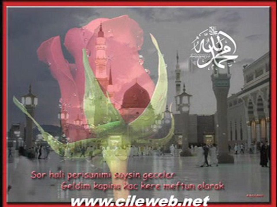 Hasan  GURSAN  "GÜL TANEM"