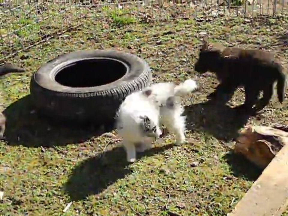 2012-03-09DSCN6623_chiots_jouent