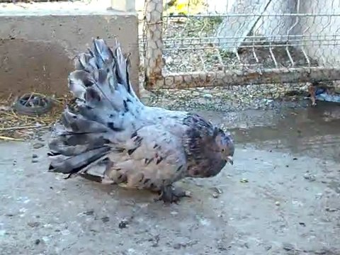 Queue de paons indiens