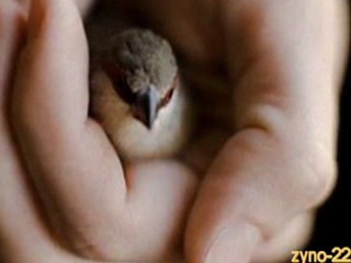 GİTME TURNAM YOLLAR UZAKTIR_EMRE SALTIK