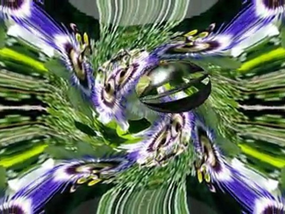 Passiflora1