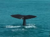 Kaikoura whales - New Zealand (HD)