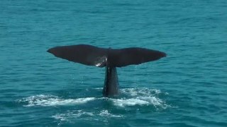 Kaikoura whales - New Zealand (HD)
