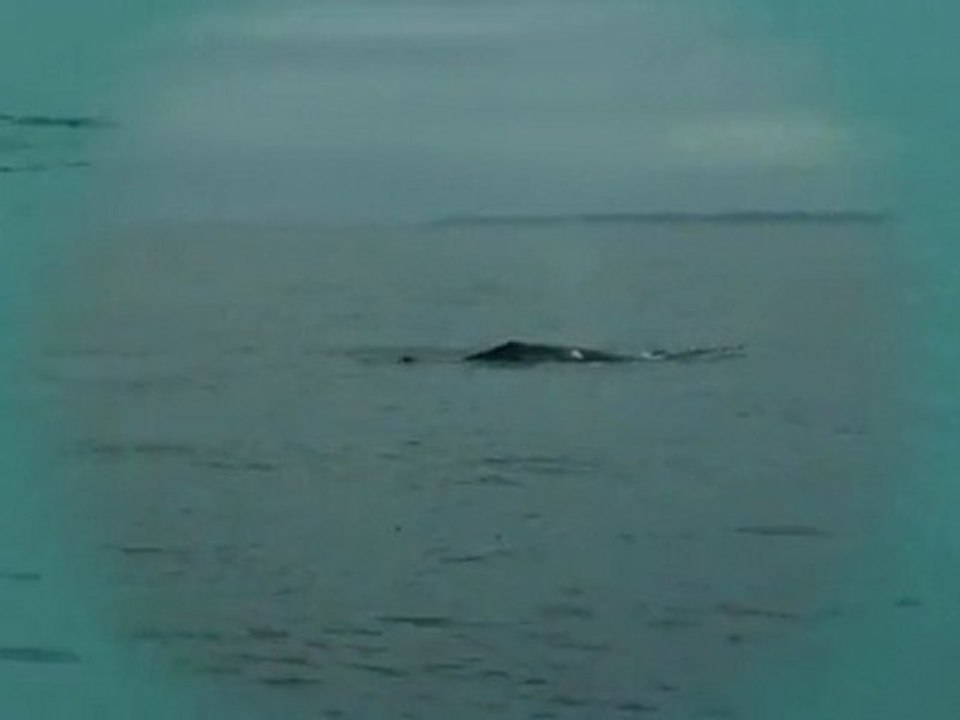 medley baleines