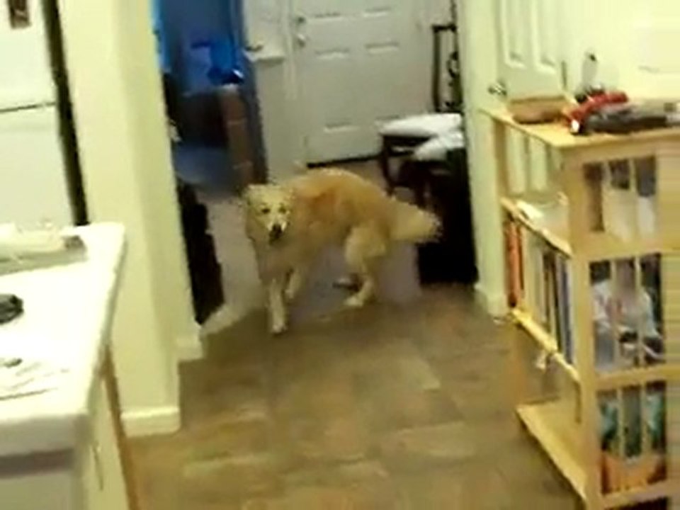 Le chien qui range la maison