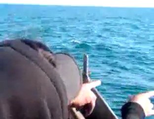 Sober Living by the Sea Blue Whale Watching