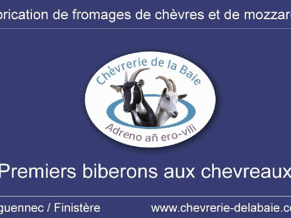 Les premiers biberons aux nouveaux-nés de la Chèvrerie de la Baie à Tréguennec