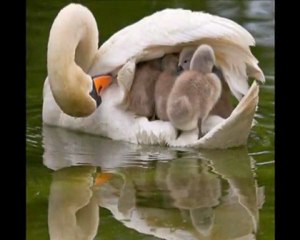 Je puis tout par celui qui me fortifie Philipiens 4.13