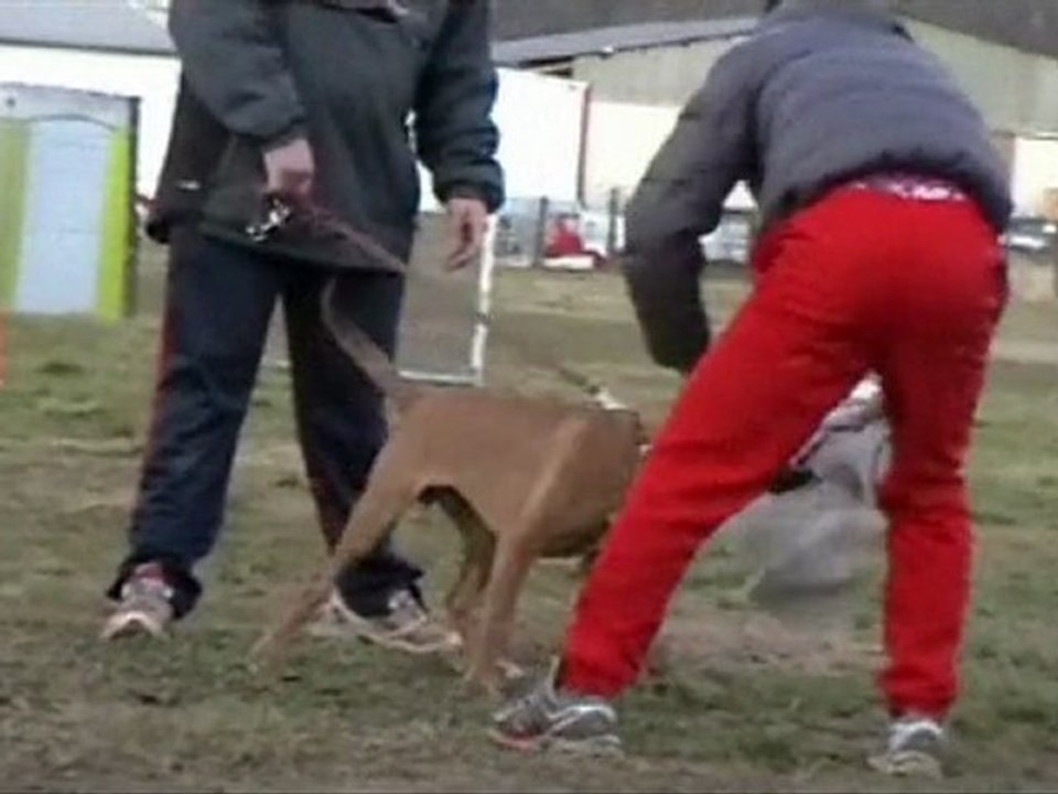 Gary du Mas du Perigord Blanc - 5 mois & demi - 2012-03-08
