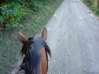 09.06 haras tour du haras yo