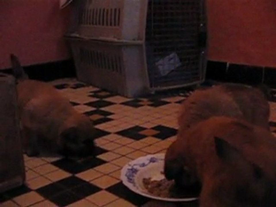 chiot calypso et athos le 10/03/2012