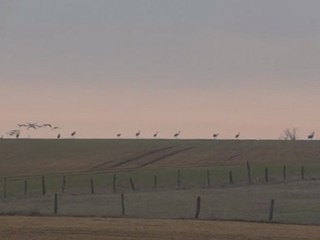 Halte des grues cendrées à Moyenvic
