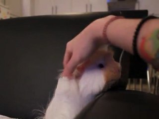 Flocon sur le canapé 4 mois