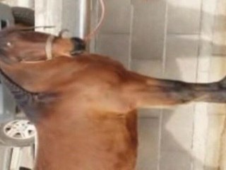 Video ecuries du sort