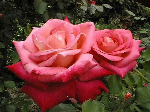 Ahmet ÖZHAN DEMEDİM Mİ DEMEDİM Mİ