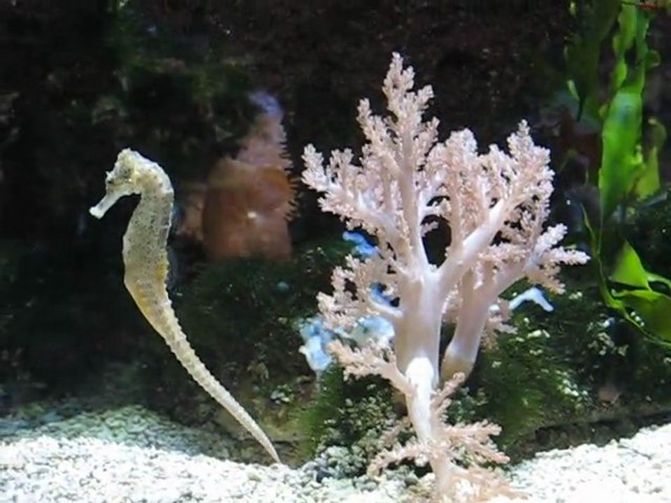 Karlsruhe, Allemagne : hippocampe musée