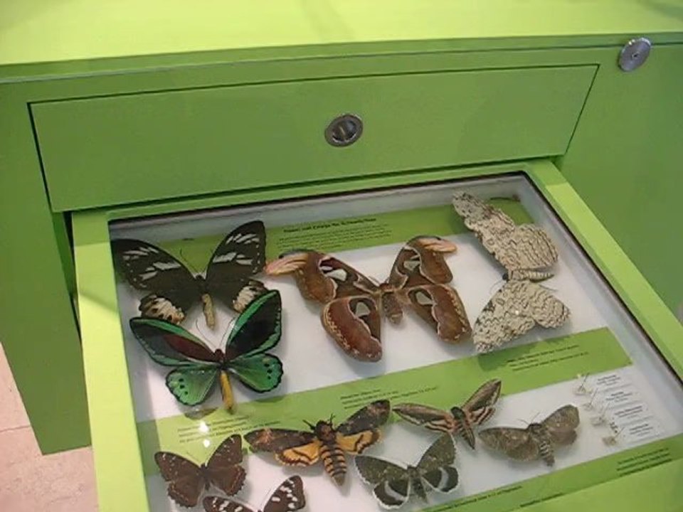 Karlsruhe, Allemagne : insectes musée...