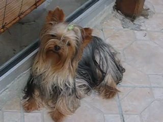 aaa photos du 22.07.2007 043