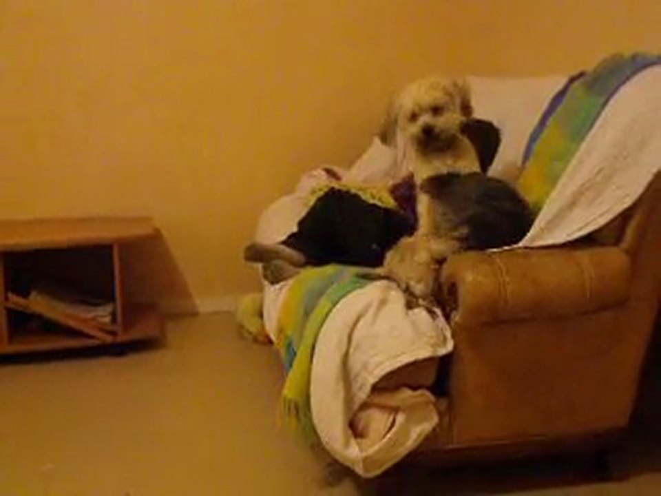 diddl et guccy se decouvre et se test