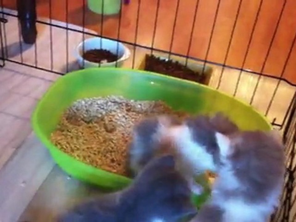 Les 8 chatons le 10 mars 2012