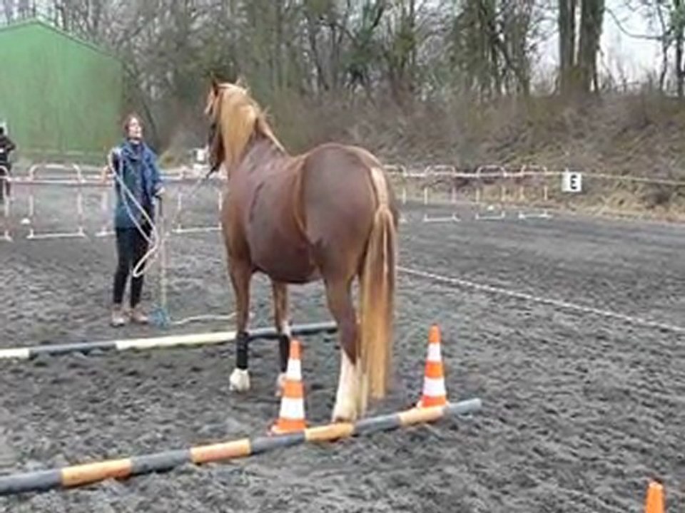 2012-03-11 Equifeel Sylvie va et vient 2