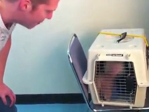 Vidéo : un petit singe qui danse sur du beatbox