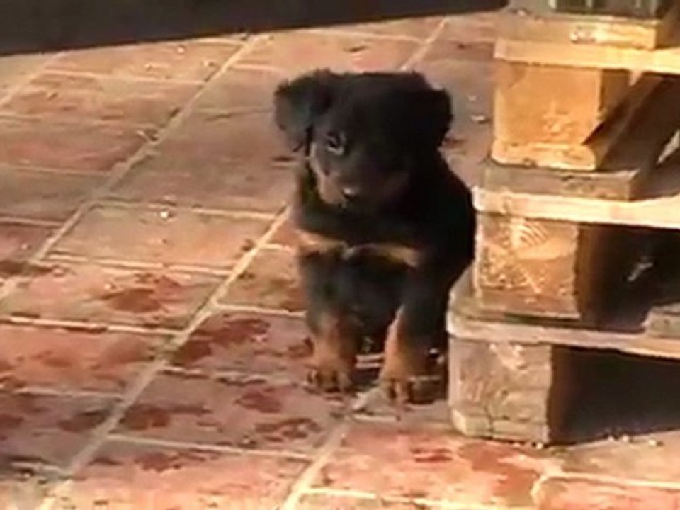 les chiots de Vaguerra et Ektor 3
