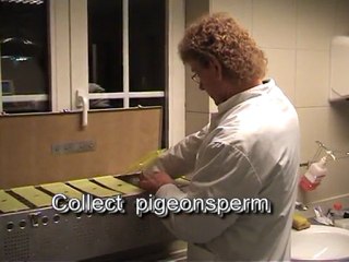 Pigeonbreedingcenter Artificial Pigeon Belgium by Harry Geurts C 2012