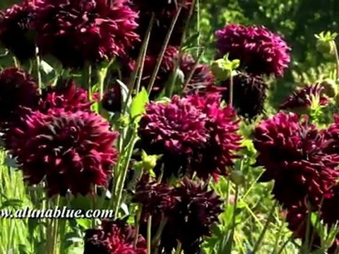 Nature Stock Video - Video Backgrounds - Blooms 05 clip 01