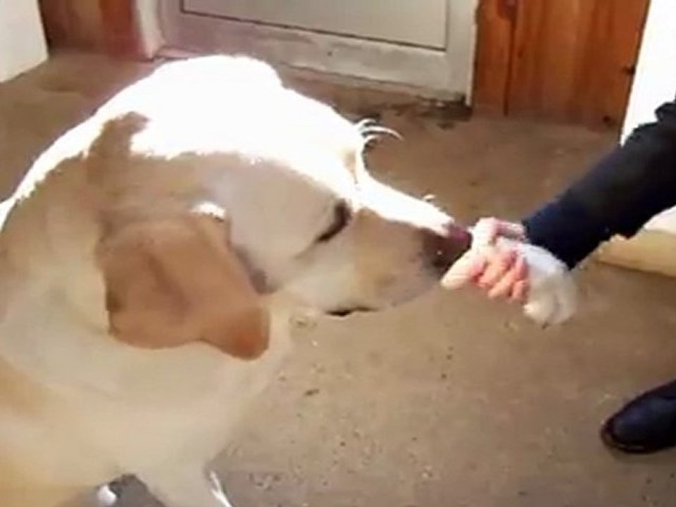 spenser qui donne la patte pour une carotte!!