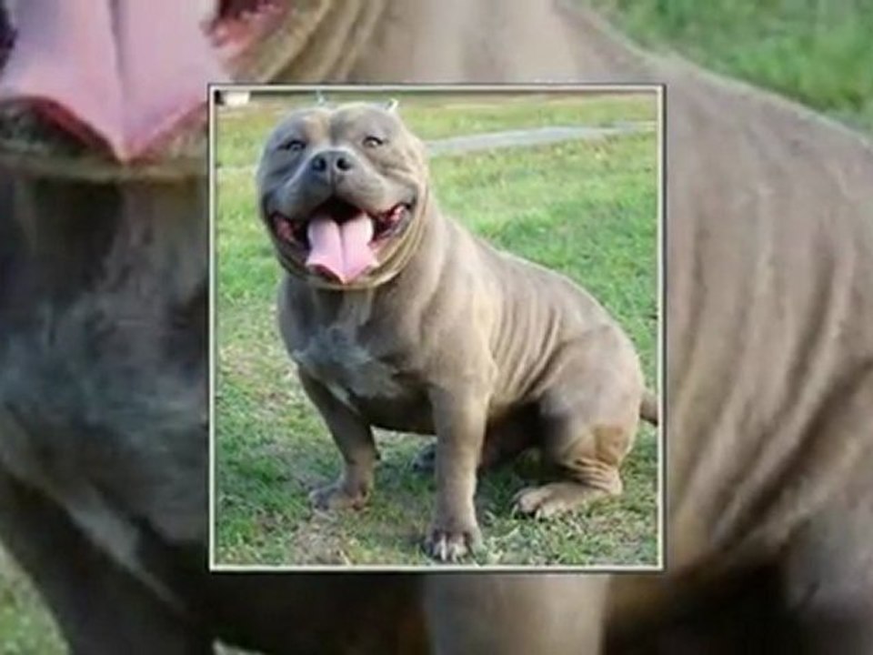 Blue Pitbulls For Sale