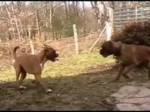 Gandhi & Geisha des Steppes Perdues-7 mois-2012-03-08 (Site2)