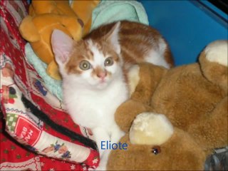 Assoc 01_2012(480p_H.264-AAC)