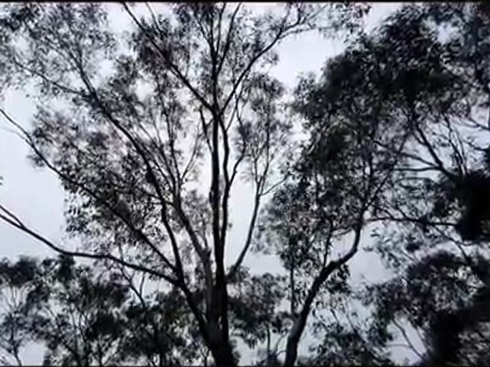 chant d'oiseaux