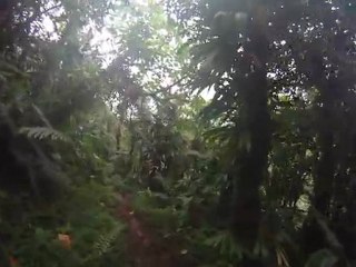 Forêt tropicale Dominica île de la Dominique