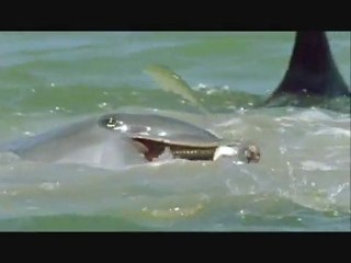 BBC Delfine sind Gute Denker (Teil 3)