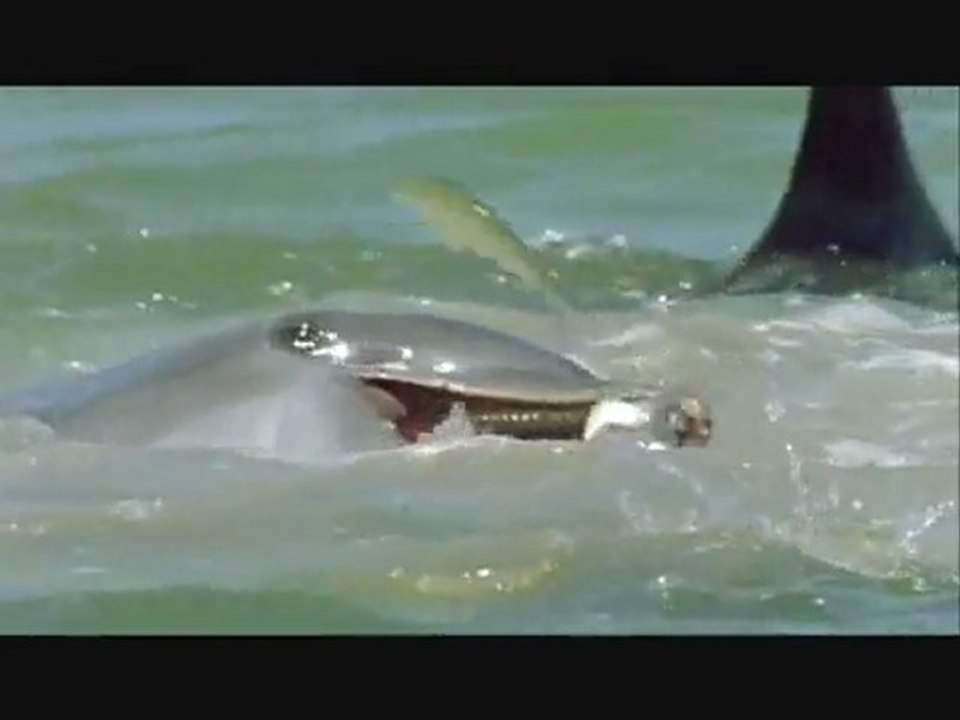 BBC Delfine sind Gute Denker (Teil 3)